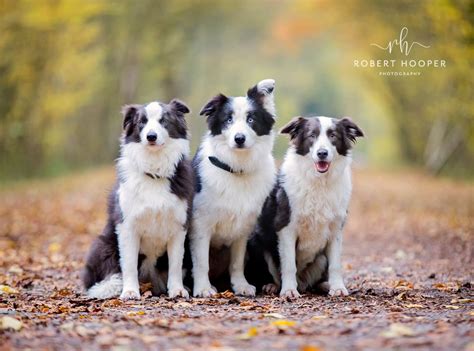 Outdoor Dog Photography Crawley | Robert Hooper Photography