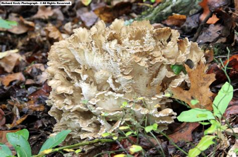 Hen of the Woods...edible Wild Mushrooms, Stuffed Mushrooms, Hen, Woods, Witch, Vegetables ...