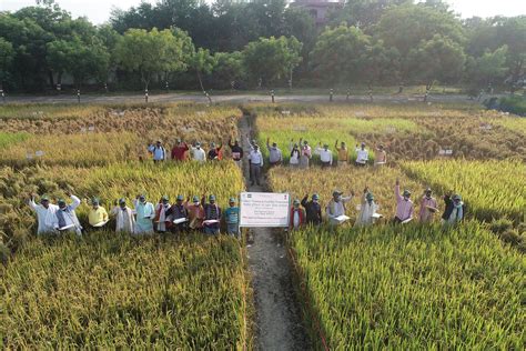 IRRI researchers identified rice varieties which can deliver genetic gain and farm productivity ...