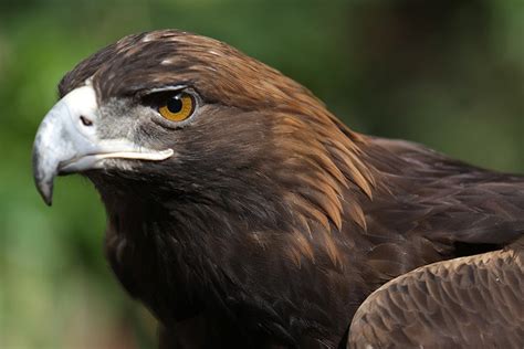 Donate to Fondo Mexicano para la Conservacion de la Naturaleza, A.C.