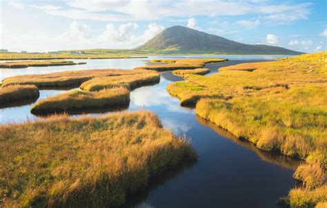 Low marshes emit more CO2 as temperatures rise • Earth.com