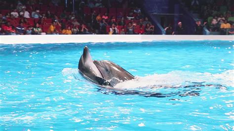 Best of Dubai Dolphin Show at Dubai Dolphinarium 2020 - YouTube