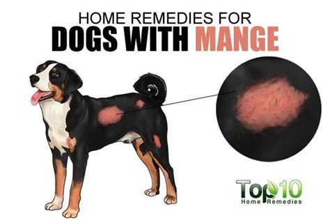 Home Remedies for Dogs with Mange | Top 10 Home Remedies