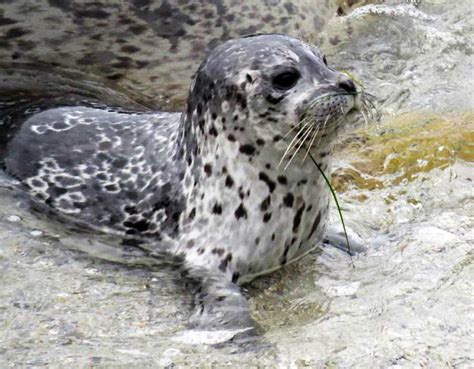 PHOTOS: Harbor seal pups in Pacific Grove