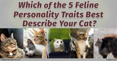 5 Big Feline Personality Traits