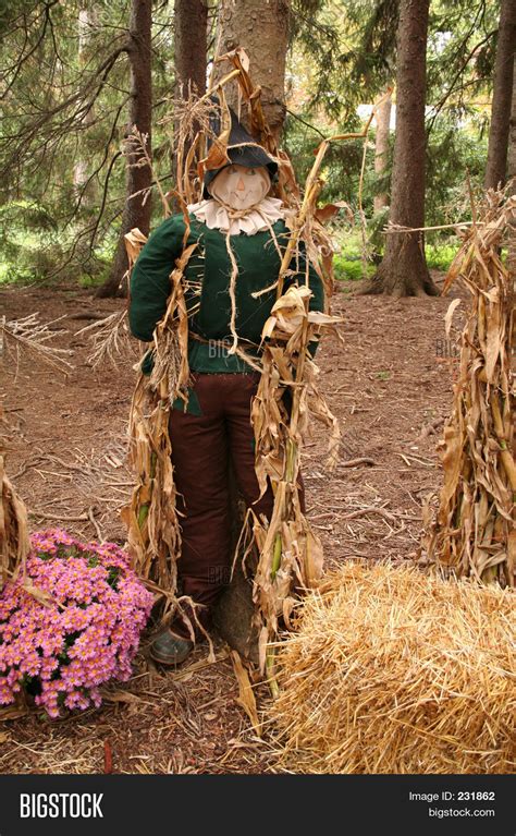 Scarecrow Wizard Oz Image & Photo (Free Trial) | Bigstock