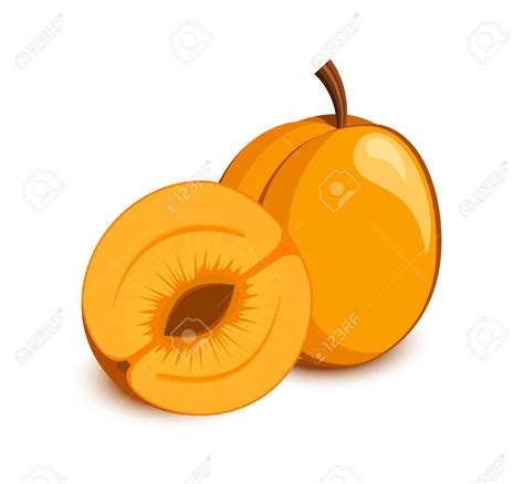 Apricot Clipart | Free download on ClipArtMag