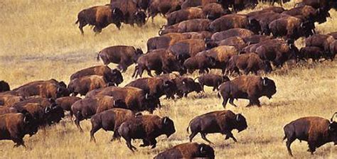 Bison clipart buffalo herd, Bison buffalo herd Transparent FREE for ...