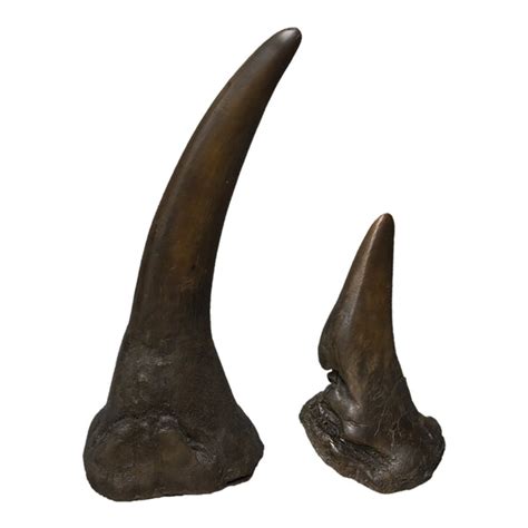 Replica White Rhinoceros Horns (Pair) For Sale – Skulls Unlimited International, Inc.