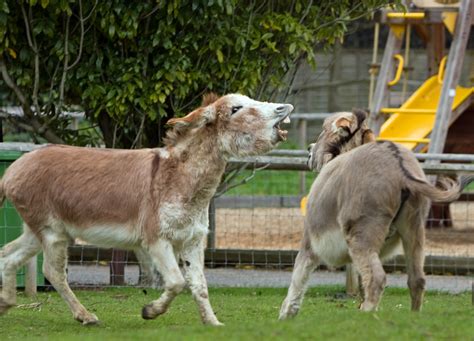 Donkey Funny Face Free Stock Photo - Public Domain Pictures