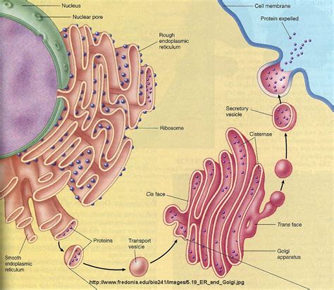 BiologiaYGeologia: Reticulo endoplasmático y aparato de Gólgi