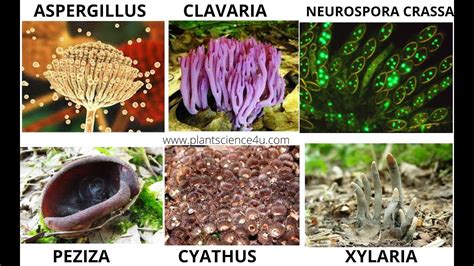 5 Examples Of Fungi