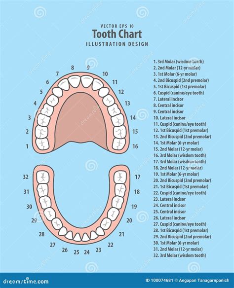 Adult Dental Chart Vector Illustration | CartoonDealer.com #18926014