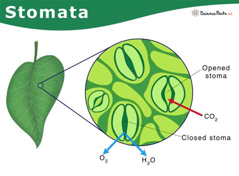 Stomata: Definition, Types, Structure, & Function