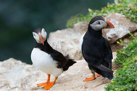 "Puffins, Saltee Island, County Wexford, Ireland" by Andrew Jones | Redbubble