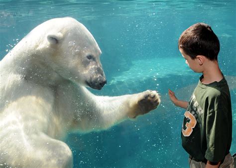 Chicago Zoological Society - Teamwork Makes the Dream Work for Polar Bear Conservation at ...