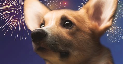 Is Your Dog Scared of Fireworks?