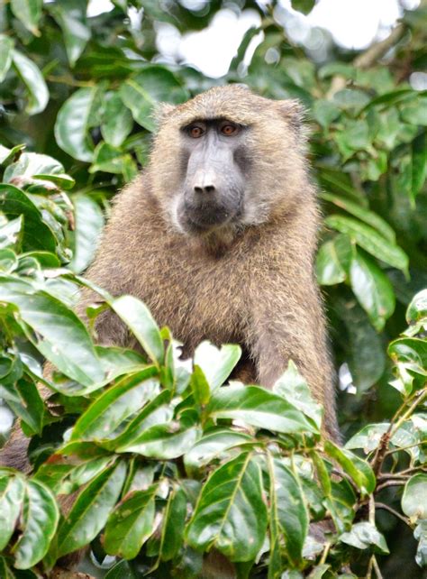 Olive Baboon, Uganda | kibale | Rod Waddington | Flickr