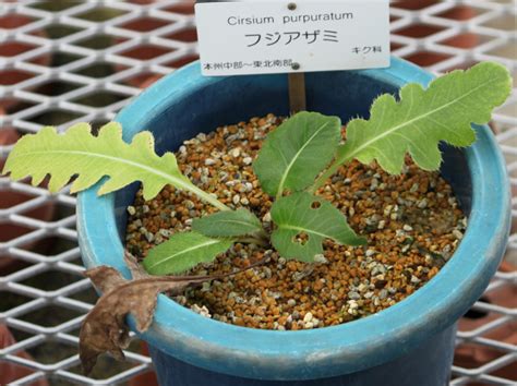 Cirsium purpuratum | Cirsium purpuratum | Flower Database