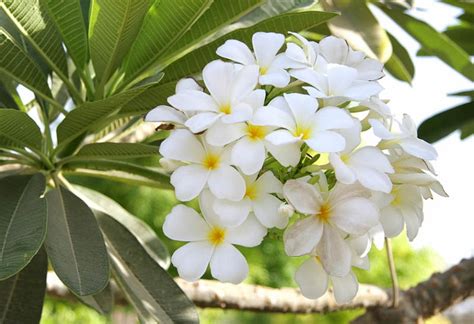 Plumeria alba (West Indian Jasmine)