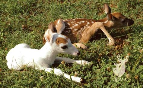 Rare Piebald White-tailed Deer Fawn | Quality Deer Management ...