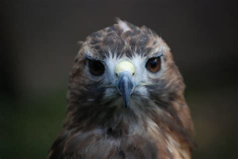 Why Do Hawks Screech? [Dominance, Mating or More?] - Birdwatching Buzz