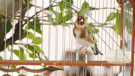 European Goldfinch singing - YouTube