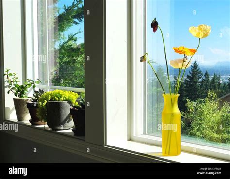 Iceland poppies and houseplants on a window sill Stock Photo - Alamy