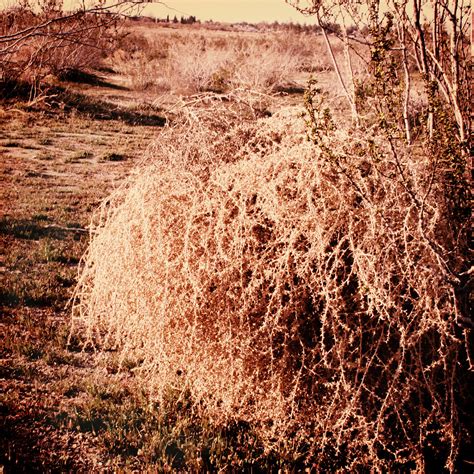 A common desert sight - tumbleweeds | My brother Samuel fell… | Flickr