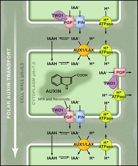 Auxin: A Trigger for Change in Plant Development: Cell