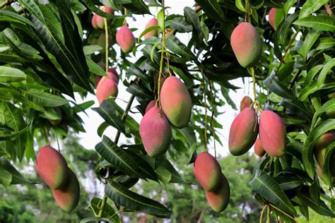 How to Grow Mango Trees