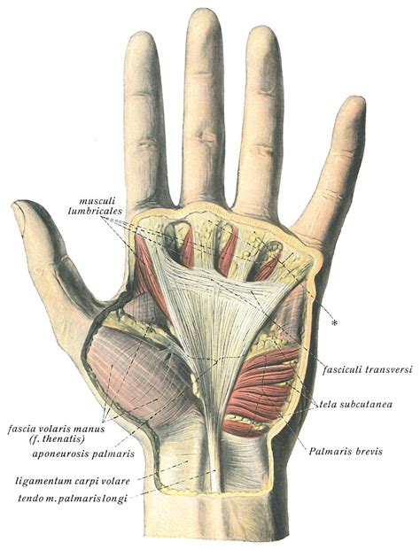 Fun Fact: Palmar Aponeurosis – Outlander Anatomy, 52% OFF