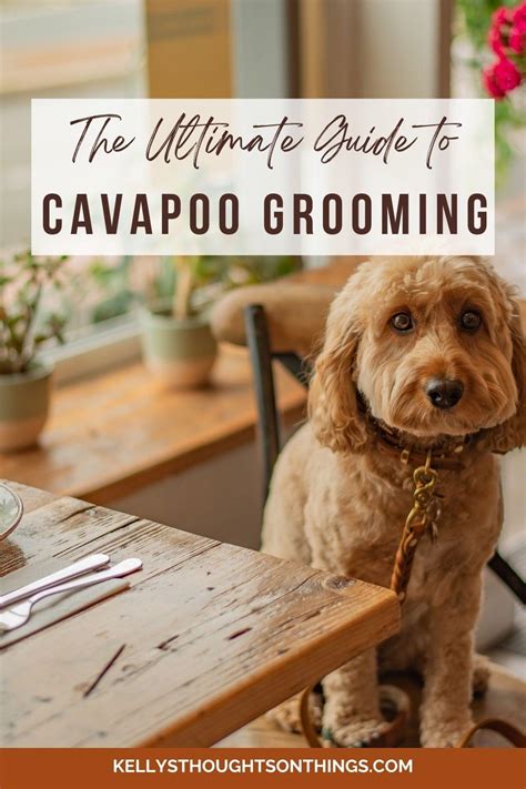 Cavapoo Grooming: Keeping Your Dog's Coats and Skin Healthy - Kellys Thoughts On Things