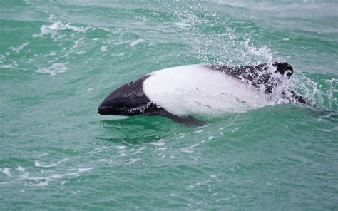 Commerson's Dolphin (Cephalorhynchus commersonii) | Dolphins World