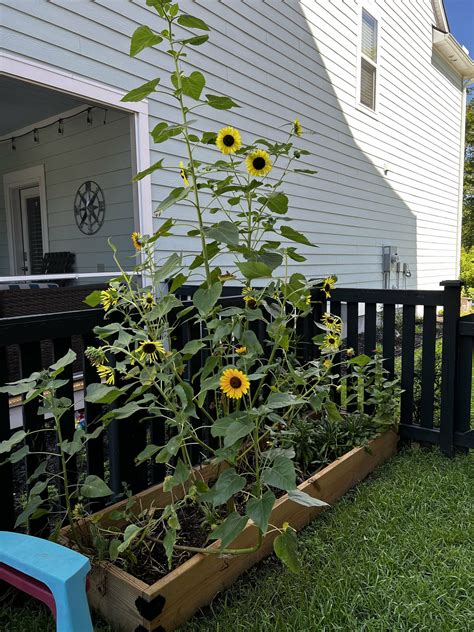 How to grow sunflowers in a raised bed garden - keep your plants alive