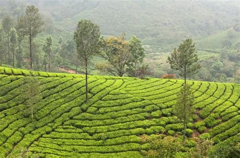 Tea Plantations In Kerala, South India Stock Image - Image of cultivated, hill: 116812047