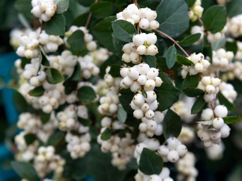 Plants With White Berries: 5 Trees And Shrubs With White Berries - IMP ...