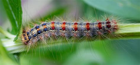 Gypsy Moth - Pest Identification for Vegetable Gardens