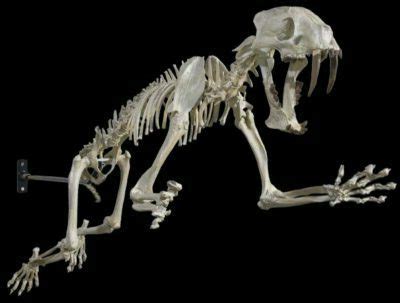 Hoplophoneus primaevus Skeleton – Display Replica – Black Hills Institute