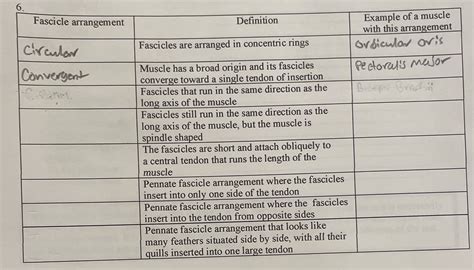 [Solved] 6 Fascicle arrangement Definition Example of a muscle with ...