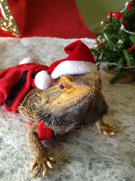 Christmas Lizards! - Marty Magic BlogMarty Magic Blog