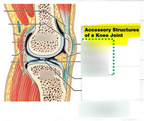 Knee joint accessory structures; parasagittal section of r. knee Diagram | Quizlet