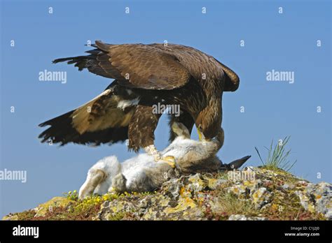 Golden eagle with prey Stock Photo - Alamy