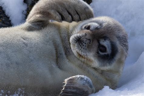 Svalbard - Into the Kingdom of the Polar Bear | ORYX Photo Tours