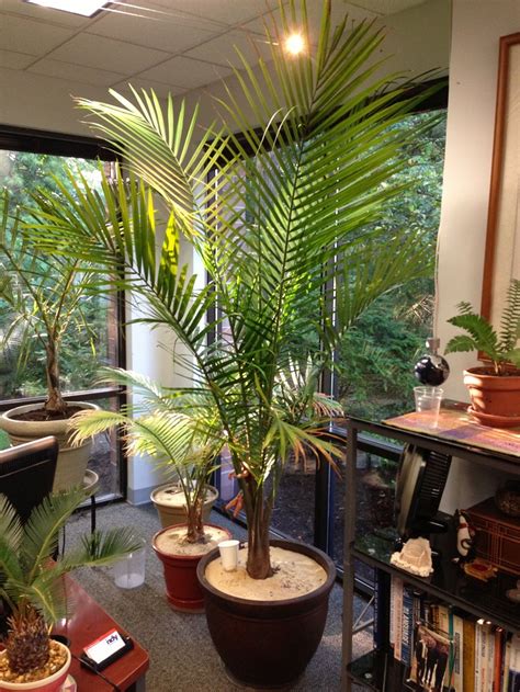 14 of the Best Indoor Palm Trees for a Tropical Vibe