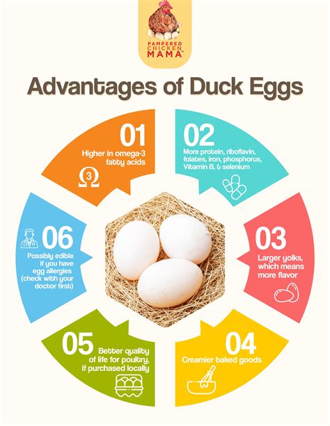 How to use duck eggs – Artofit