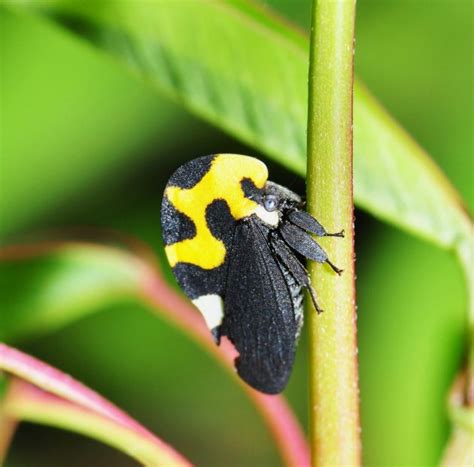 The beautiful and bizarre treehopper | Smithsonian Insider