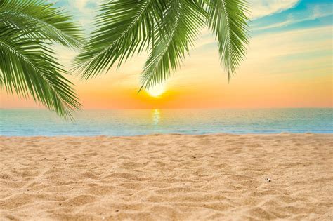 DBackdrop Summer Seaside Beach Coconut Tree Sunset Backdrop RR3-42 – Dbackdrop