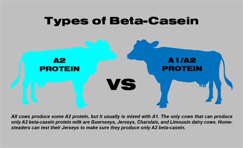 A1 vs. A2 Milk: What’s the Difference? | Jersey Milk Cow