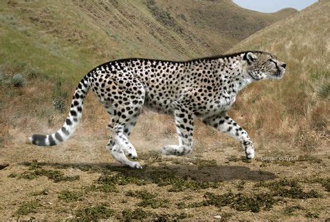Giant Cheetah | Giant Cheetah and Thylacosmilus | Natural PreHistory Museum | Prehistoric ...